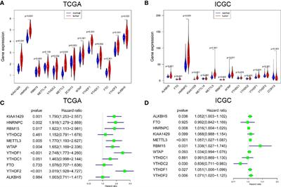 Analysis and Validation of circRNA-miRNA Network in Regulating m6A RNA Methylation Modulators Reveals CircMAP2K4/miR-139-5p/YTHDF1 Axis Involving the Proliferation of Hepatocellular Carcinoma